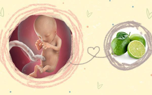 wondermoms vn pregnancy nutrition