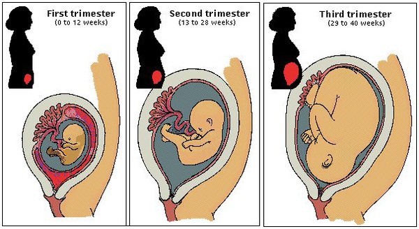 5 điều thú vị về 3 tháng giữa của thai kỳ