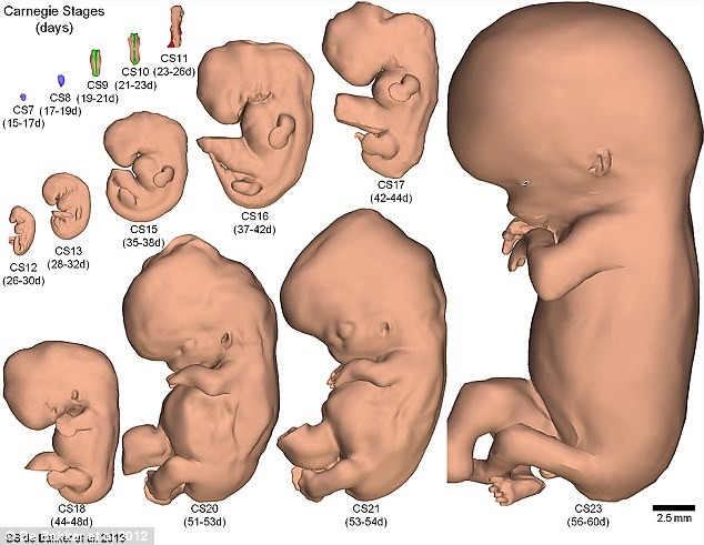 Hình ảnh chân thực về 2 tháng đầu tiên của thai nhi dưới góc nhìn 3D