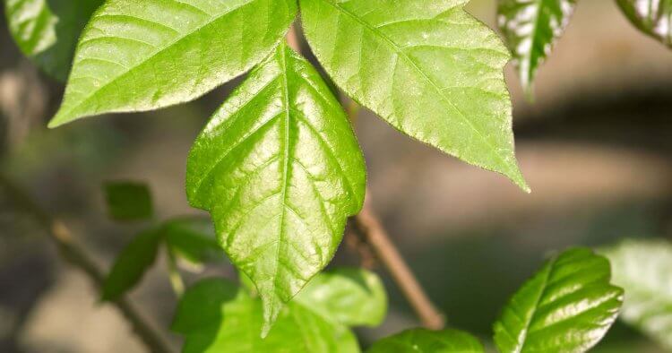 Điều trị Poison Ivy: Các biện pháp khắc phục tại nhà hoàn toàn tự nhiên