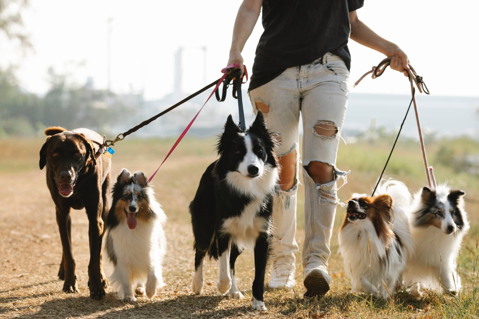 Tìm chú chó con hoàn hảo cho gia đình bạn: Hướng dẫn toàn diện