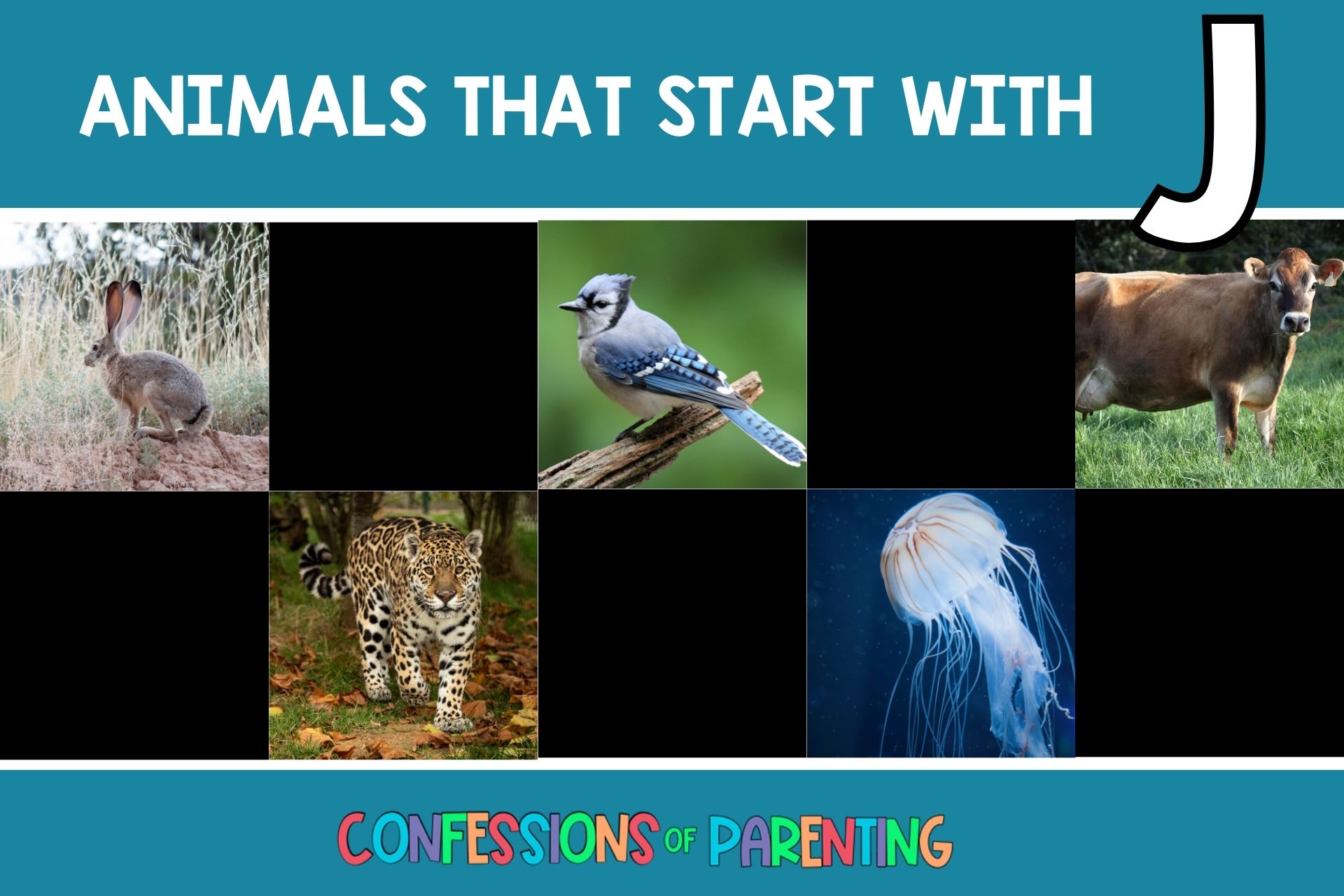 animals that begin with j 1.jpg
