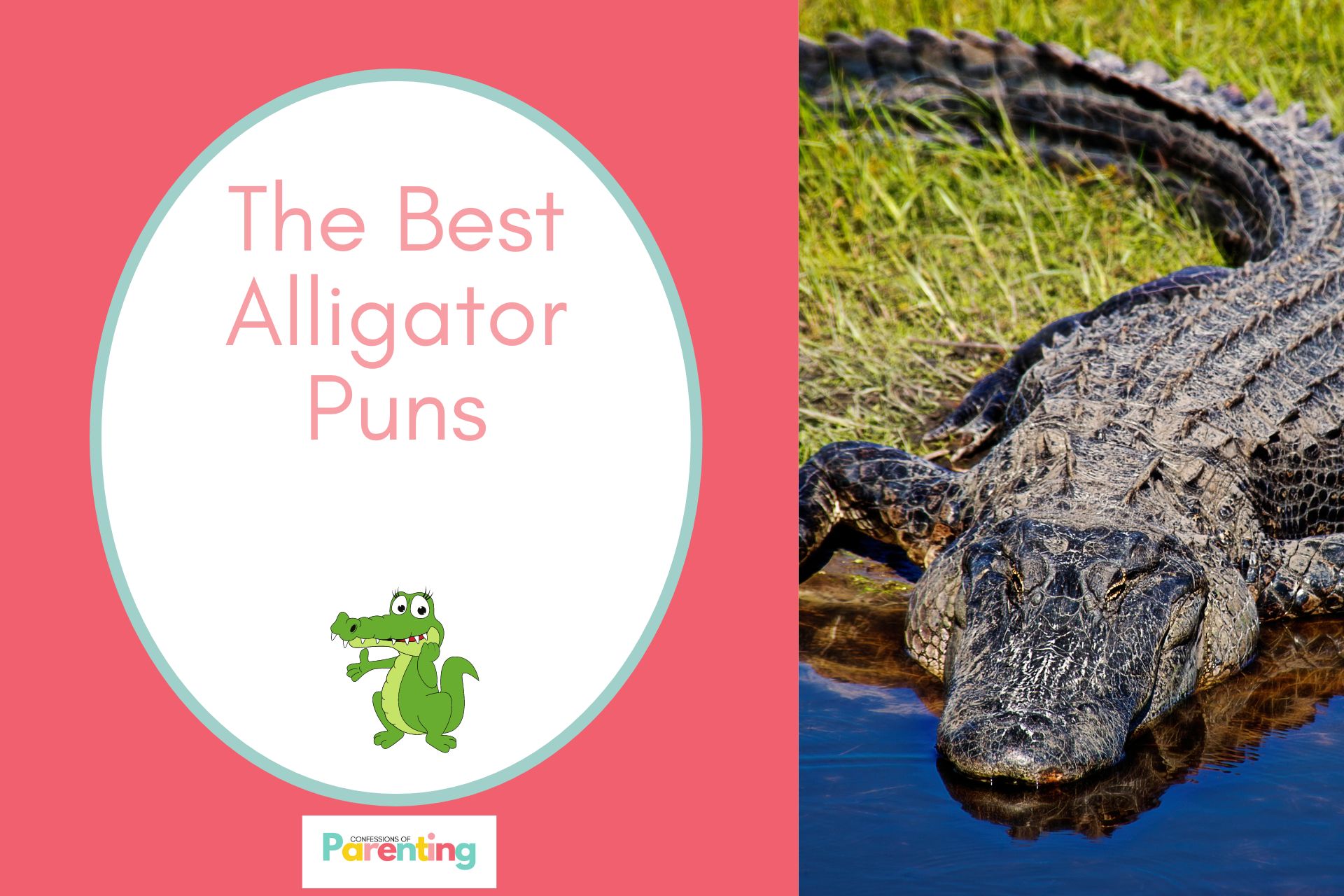 Hơn 70 câu chơi chữ hay nhất về cá sấu mang lại tiếng cười